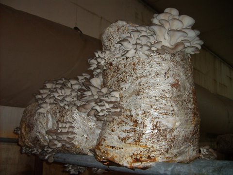 vzpannerden 005